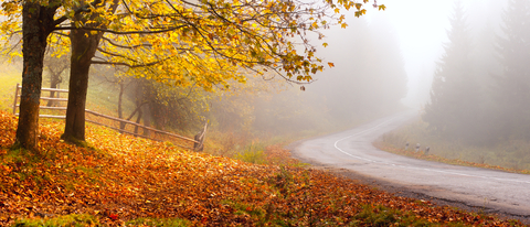 An image showing autumnal trees beside a misty road