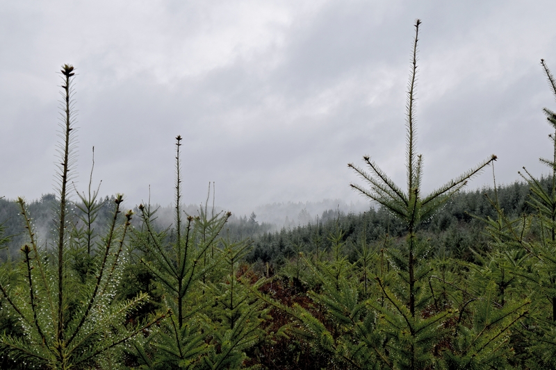 Image showing how young trees fit into an environmentally sensitive forestry management